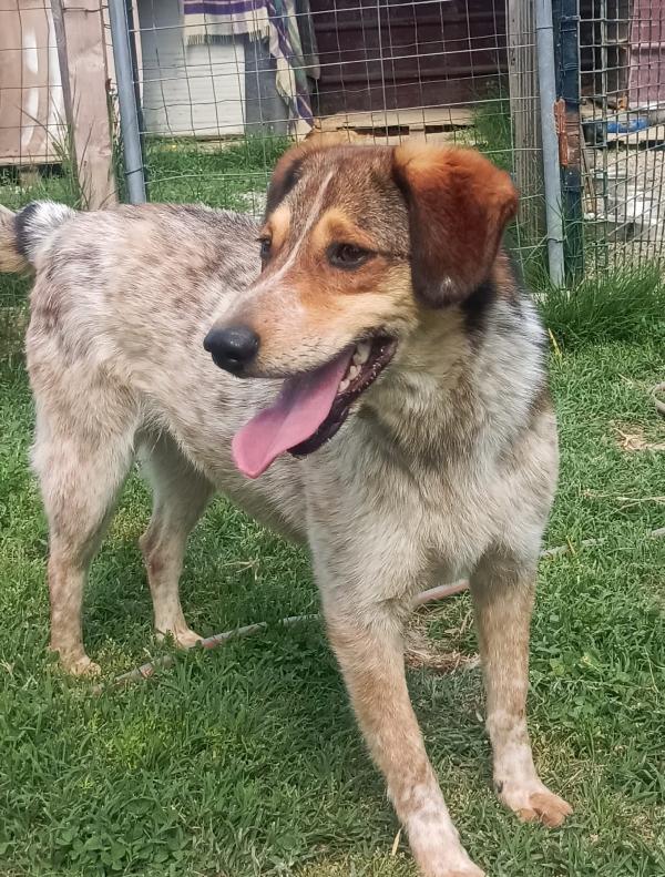 ELVIS, 4 ANNI, TAGLIA MEDIA PICCOLA (15 KG) Foto 5